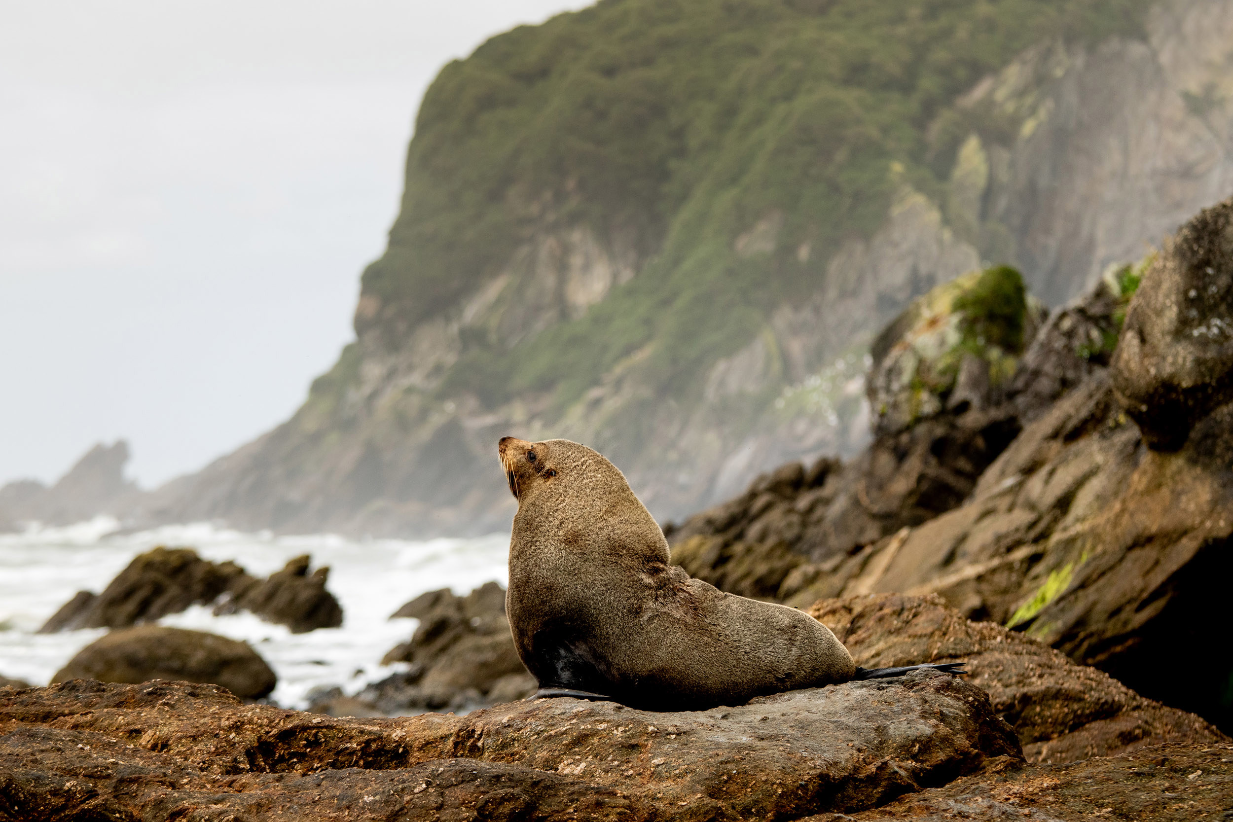 Cape Foulwind Fur Seal Colony