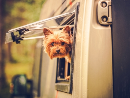 Cute Dog Motorhome Window Generic