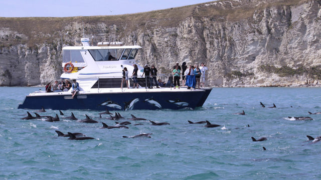 Dolphin Encounter Kaikōura