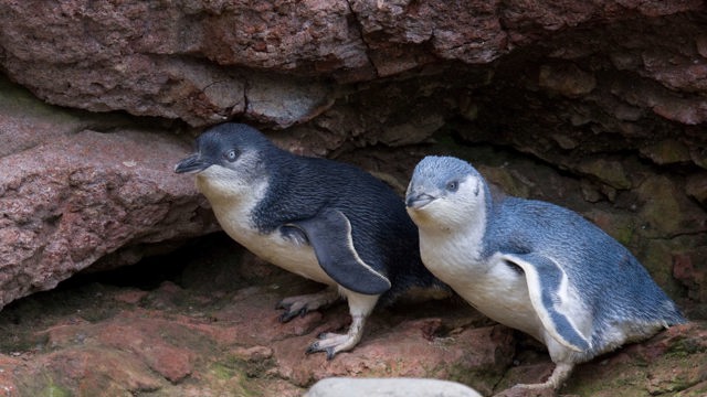 Pōhatu Penguin Discovery Tour