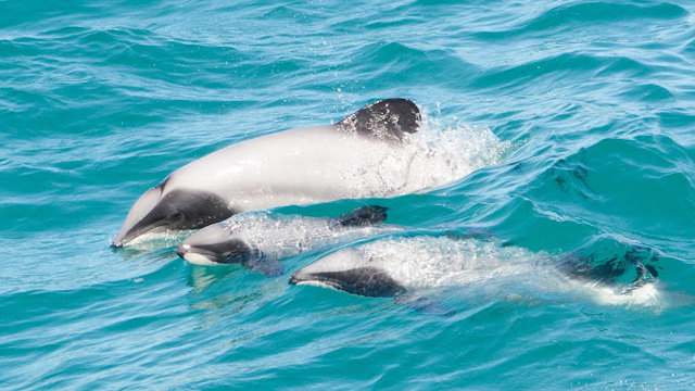 Akaroa Dolphins