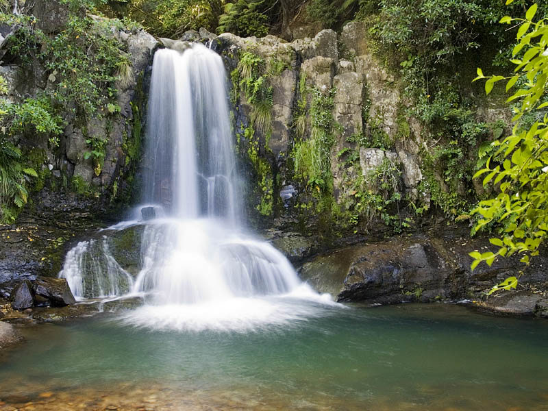 Waiau Falls & Kauri Grove