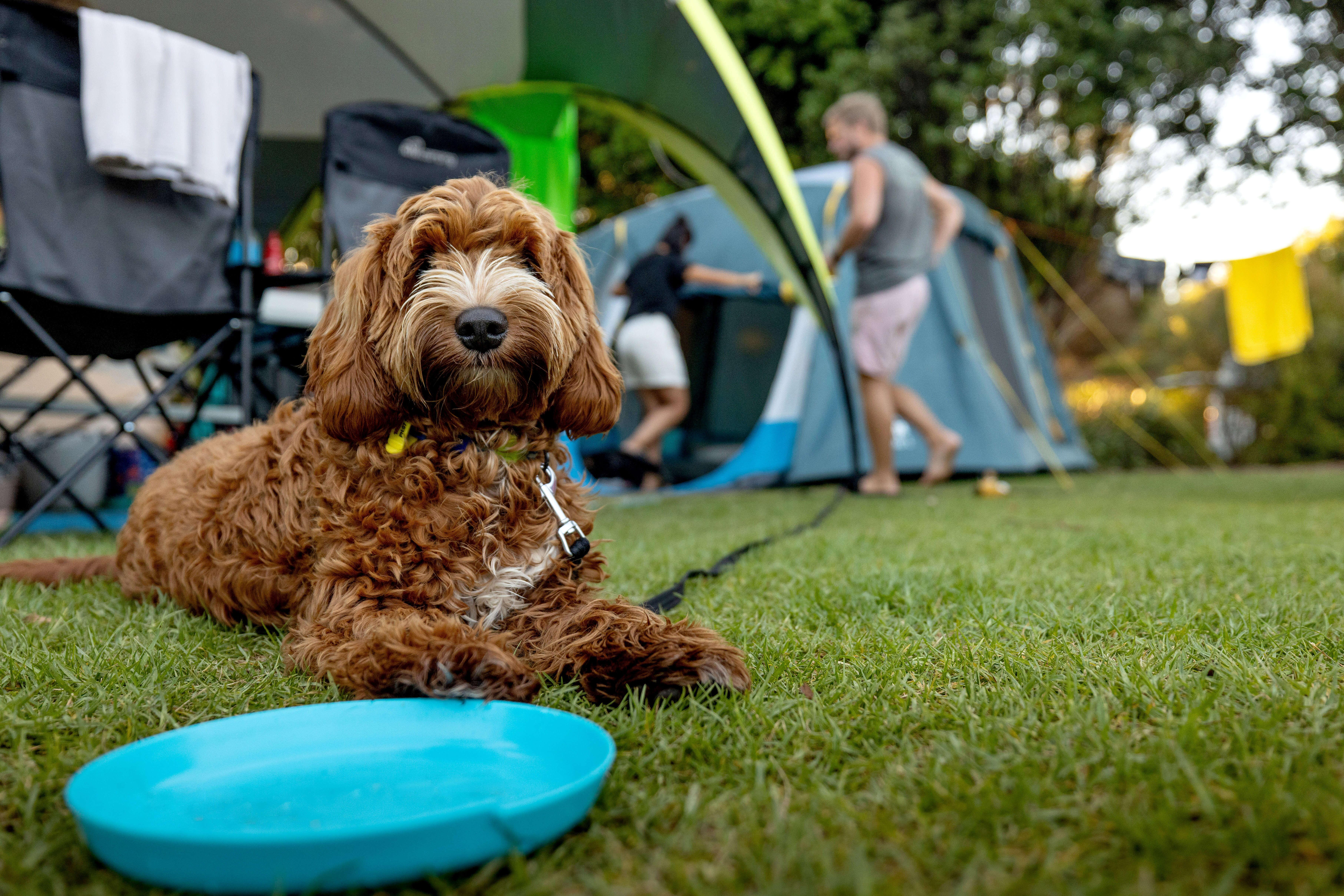 Camping with dogs at TOP 10 Holiday Parks