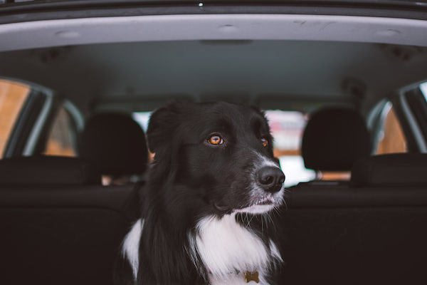 Dog In The Car