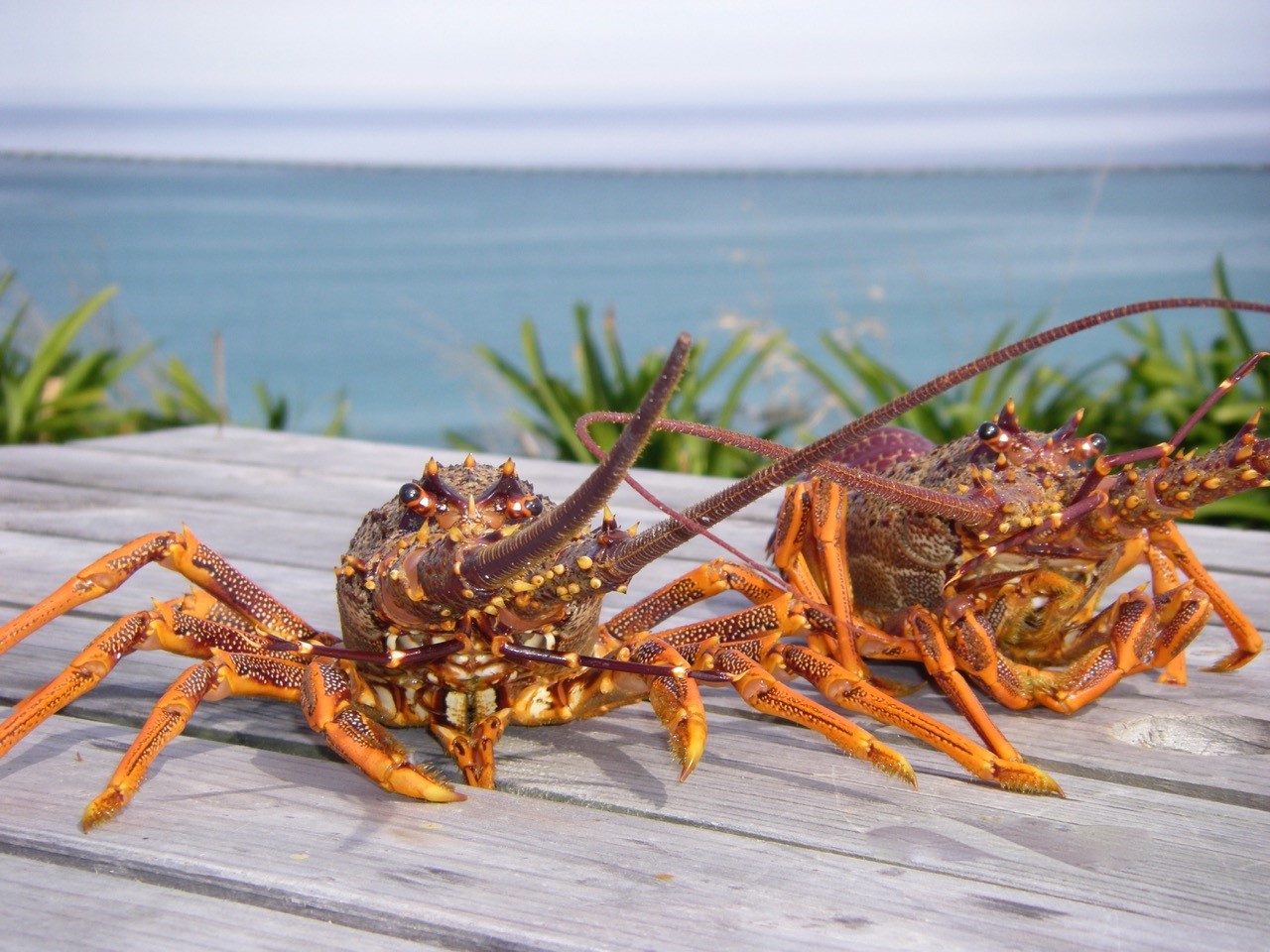 crayfish at Kaikoura