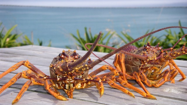 crayfish at Kaikoura