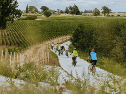 Cyclists along cycle trail in vineyard