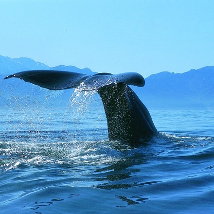 Kaikoura whale
