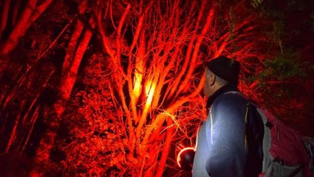Kiwi night time wilderness trail