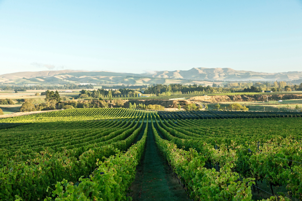 Vineyard In Christchurch Greystone Wines (Christchurch NZ)
